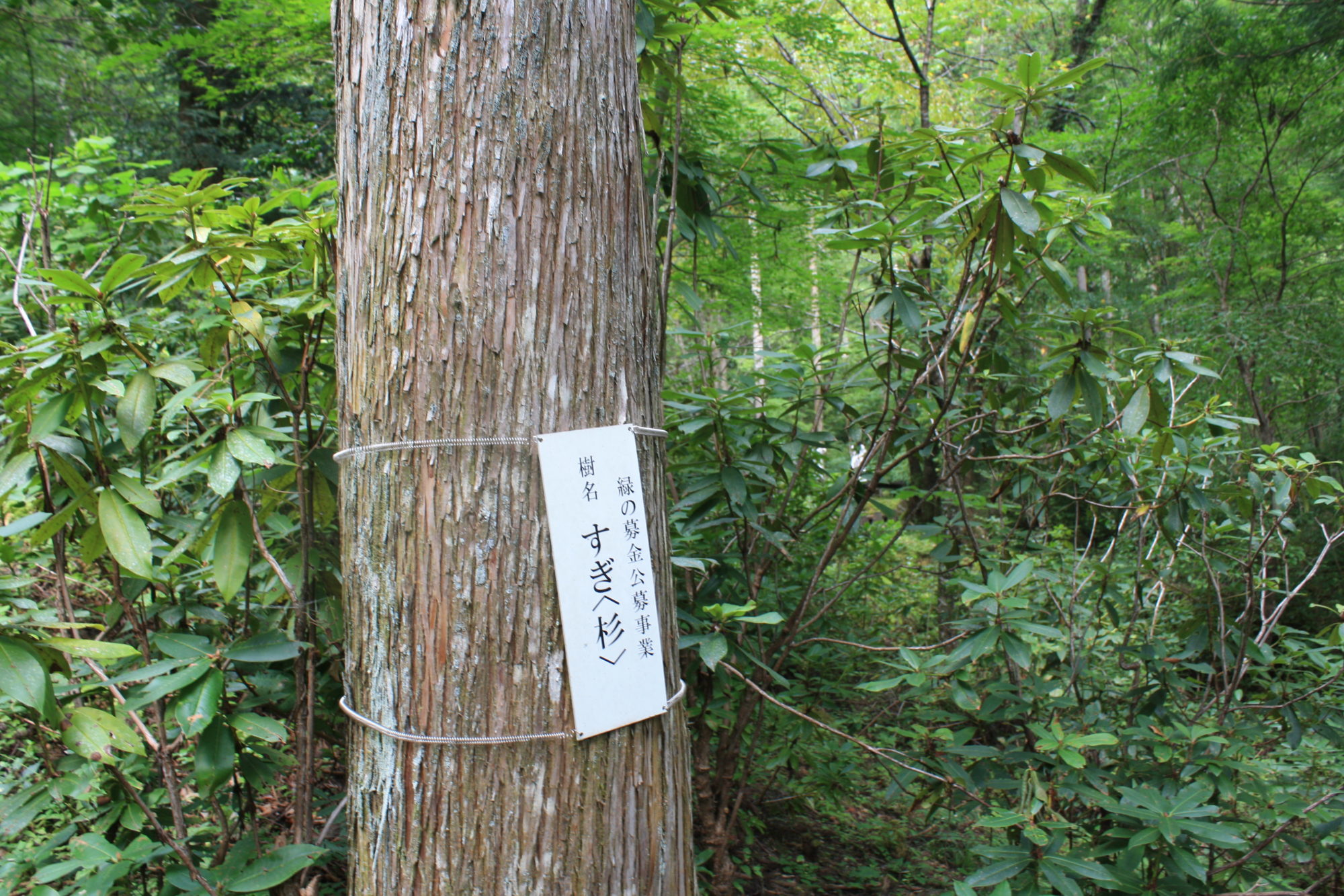 緑の募金公募事業の杉