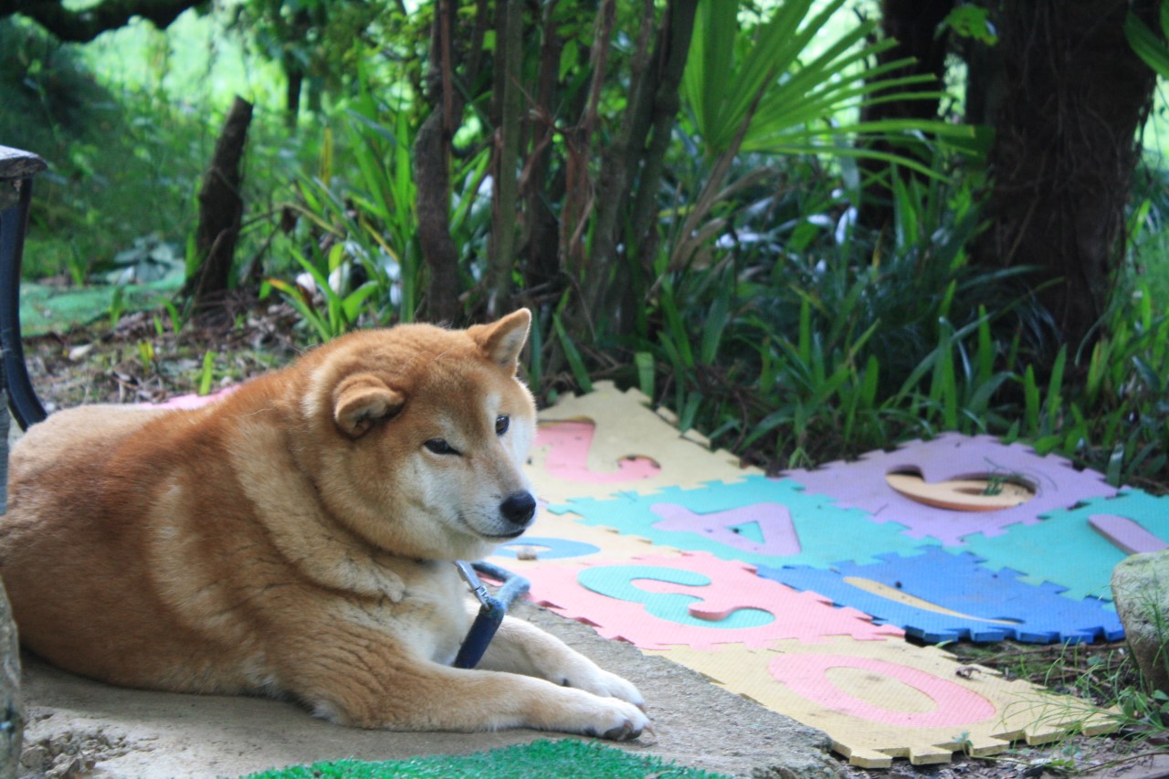 山本農園売店にいた犬